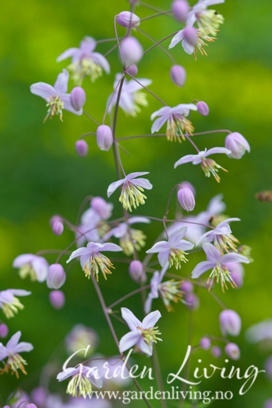 Vingefrøstjerne -Thalictrum delavayi 