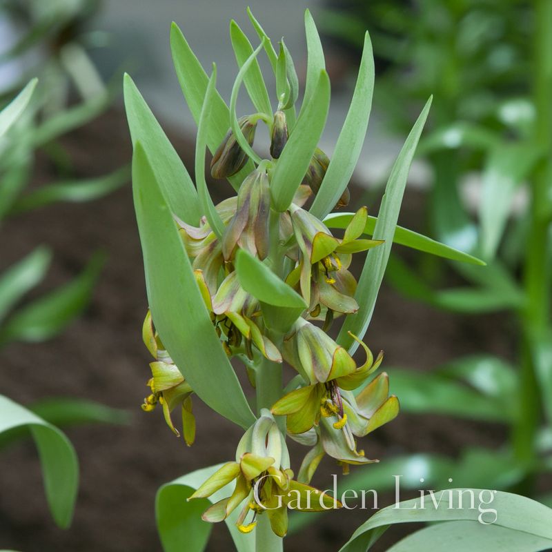 Fritillaria sewerzowii 'Green Eyes' - 1 stk 