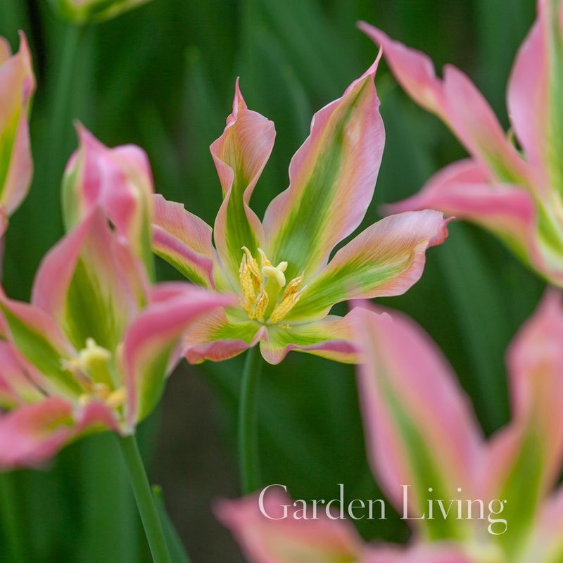 Tulipan 'Virichiq’, Viridifloragruppen - 6 stk