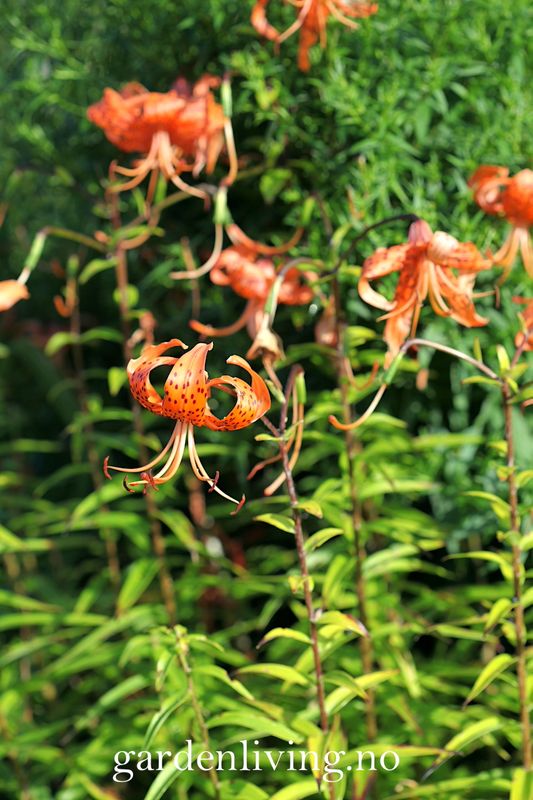 Tigerlilje - Lilium lancifolium - 2 stk