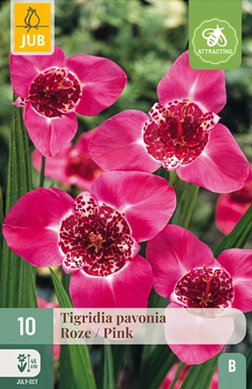 Tigerblomst - Tigrida pavonia 'Pink', 10 stk.