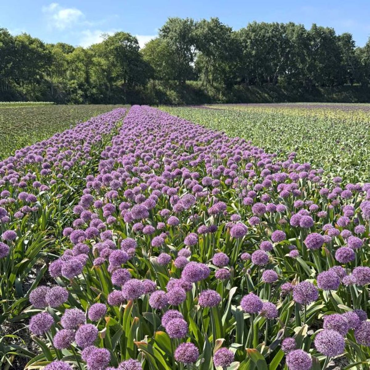 Prydløk 'Party Balloons' - Allium  - 3 stk