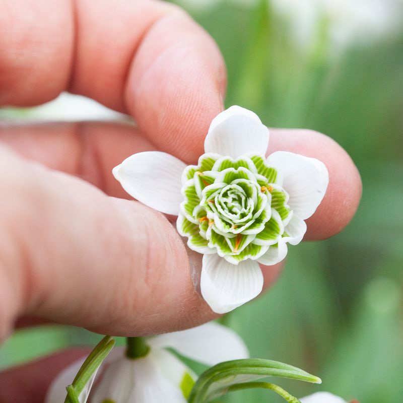 Snøklokke 'Hippolyta' - Galanthus -  5 stk