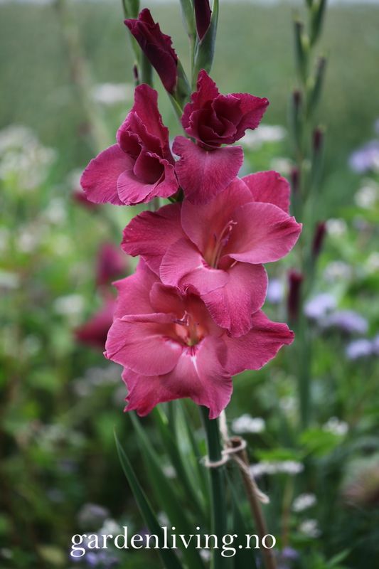 Gladiol 'Indian Summer' - Gladiolus, 10 stk.