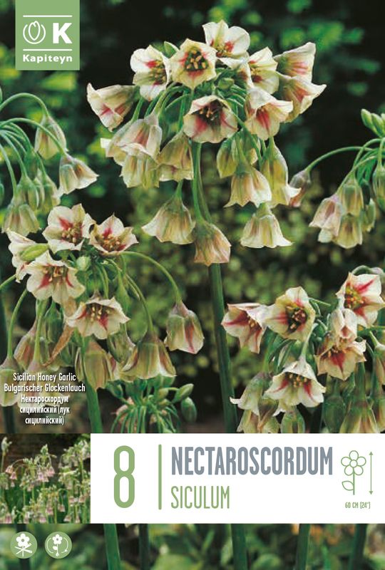 Honningløk - Allium siculum subsp. dioscoridis - 8 stk