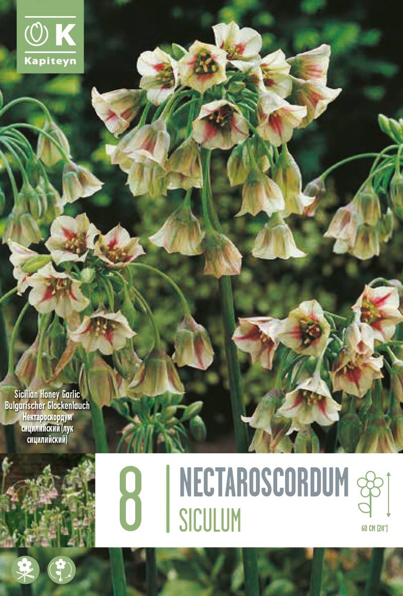 Honningløk - Allium siculum subsp. dioscoridis - 8 stk