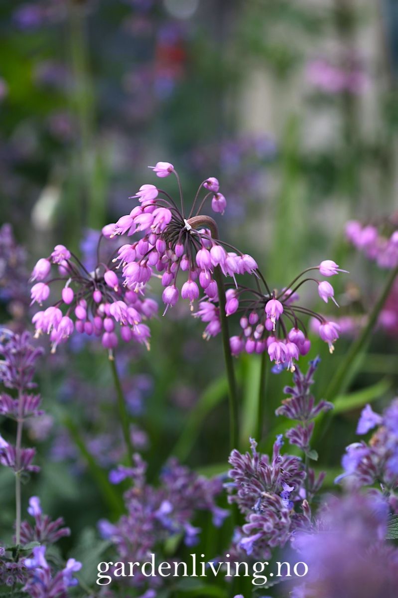 Prærieløk - Allium cernuum - 4 stk 