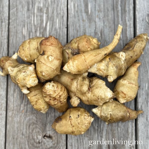 Hovedbilde Jordskokk, glatt - Helianthus tuberosus, 3 stk