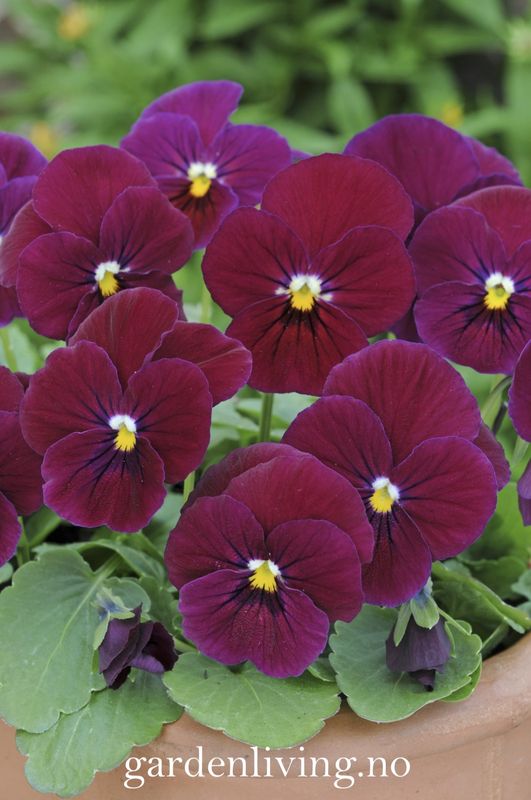 Stemorsblomst 'Sorbet Carmine Rose', småbl.  - Viola x williamsii