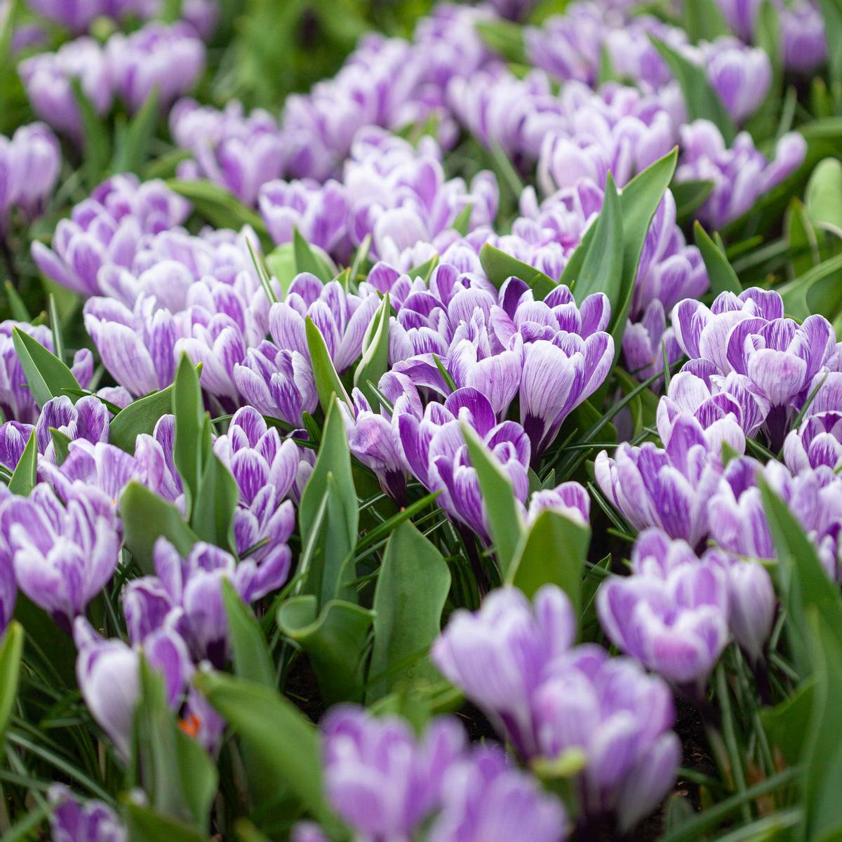 Storblomstret krokus 'Pickwick' - Crocus - 10 stk