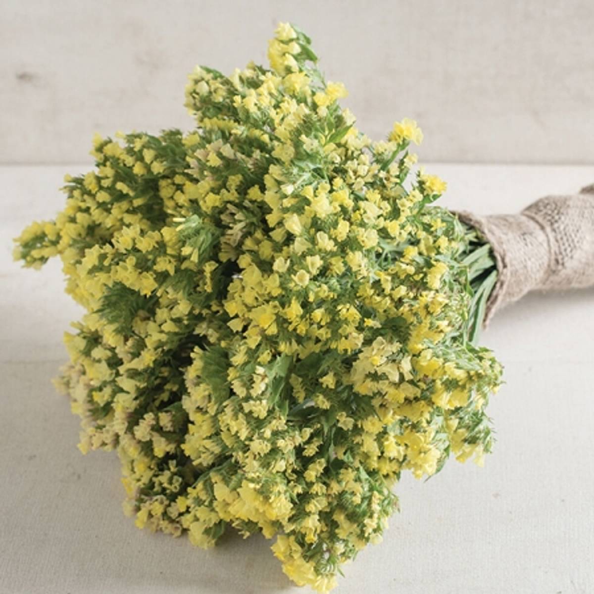 Knerisp 'Seeker Lemon' - Limonium sinuatum