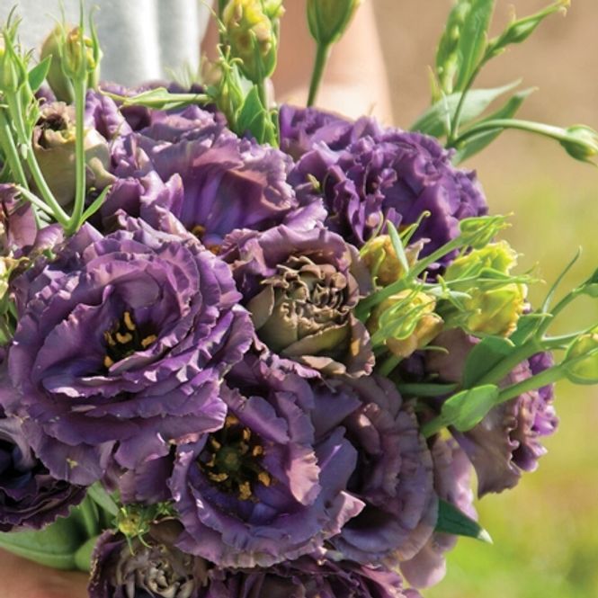 Hovedbilde Lisianthus 'Rosanne Black Pearl' F1 - Eustomia grandiflora