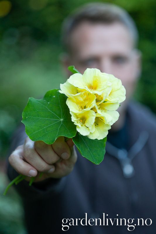 Blomkarse 'Milkmaid', lav - Tropaeolum majus