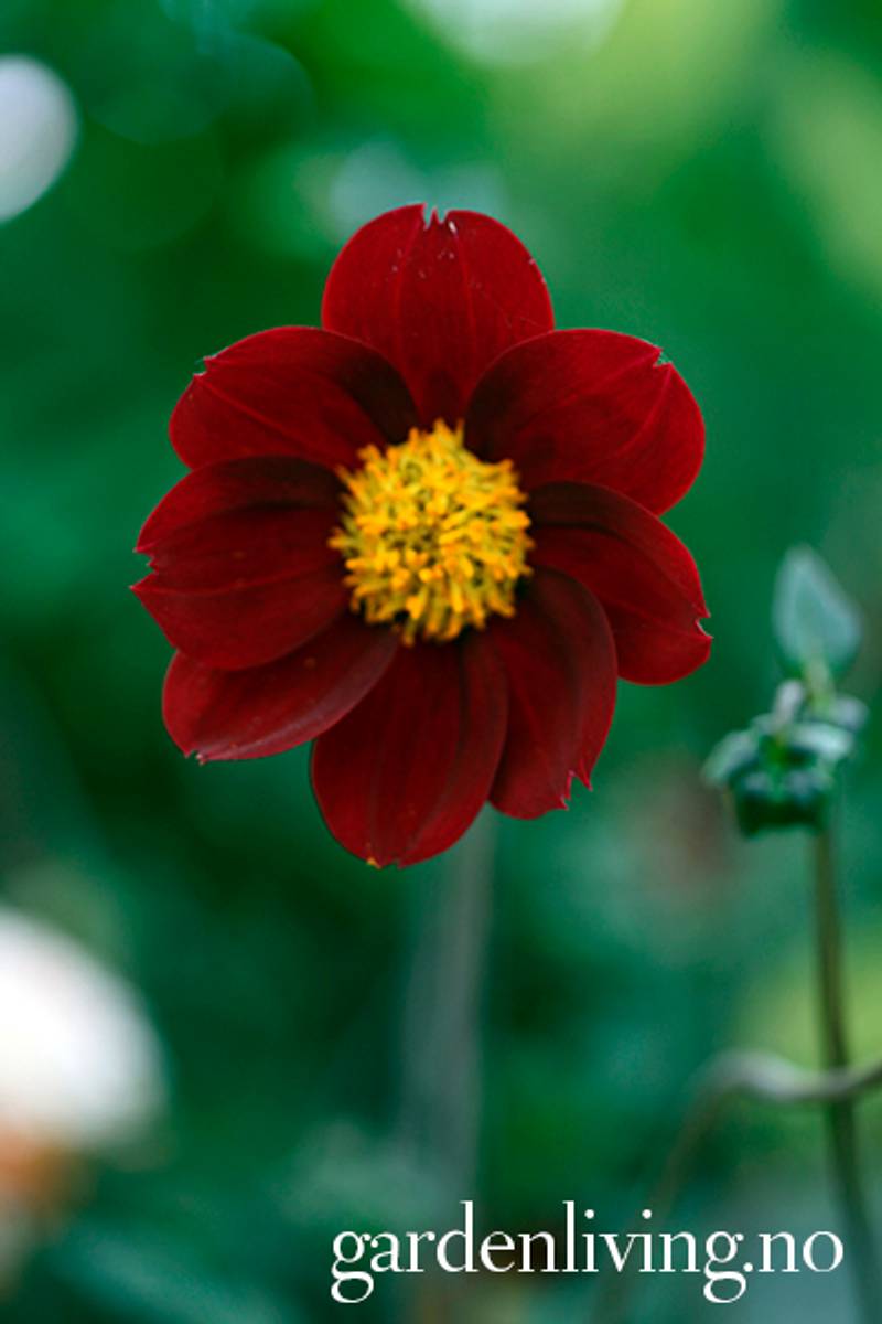 Georgine 'Mexican Star' - Dahlia x cultorum, 2 stk.