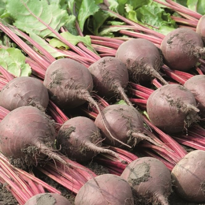 Hovedbilde Rødbete 'Bettollo' F1 - Beta vulgaris