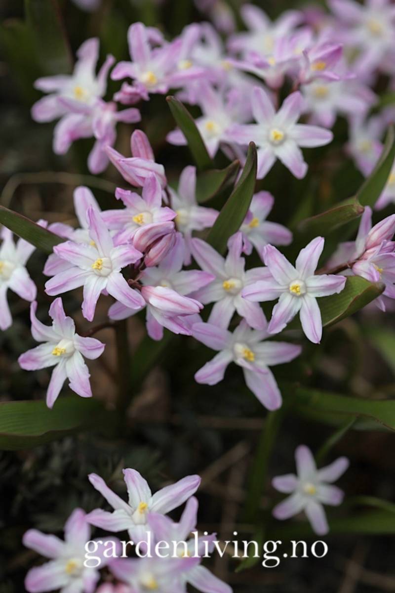 Nikkesnøstjerne ’Pink Giant’ - Chionodoxa forbesii - 15 stk
