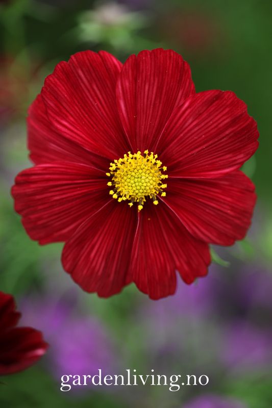 Pyntekorg 'Rubenza’ - Cosmos bipinnatus