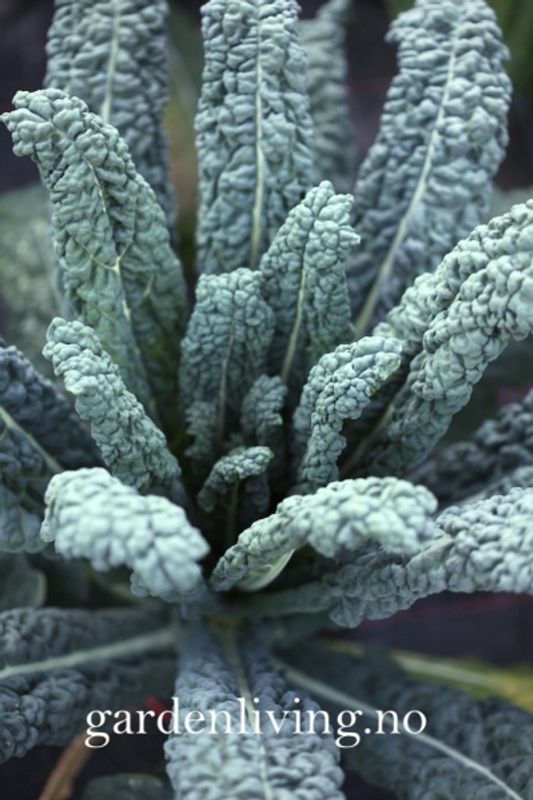 Grønnkål 'Nero di Toscana’ - Brassica oleracea 