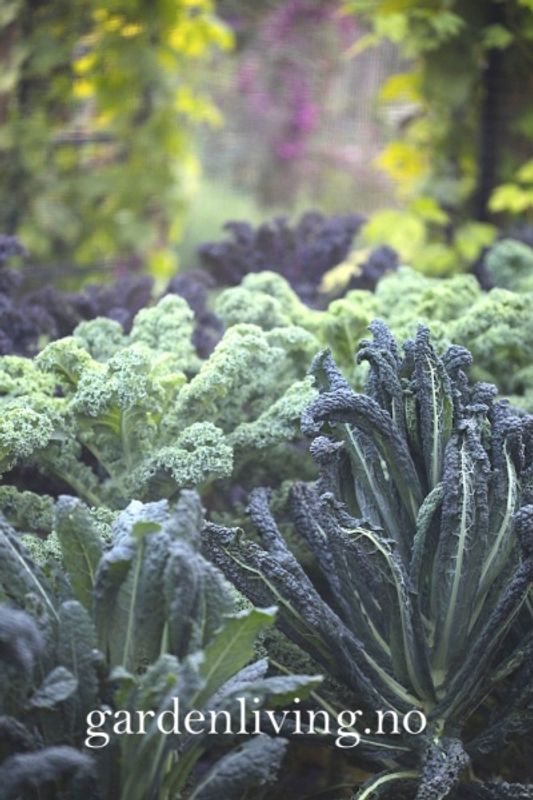 Grønnkål 'Nero di Toscana’ - Brassica oleracea 