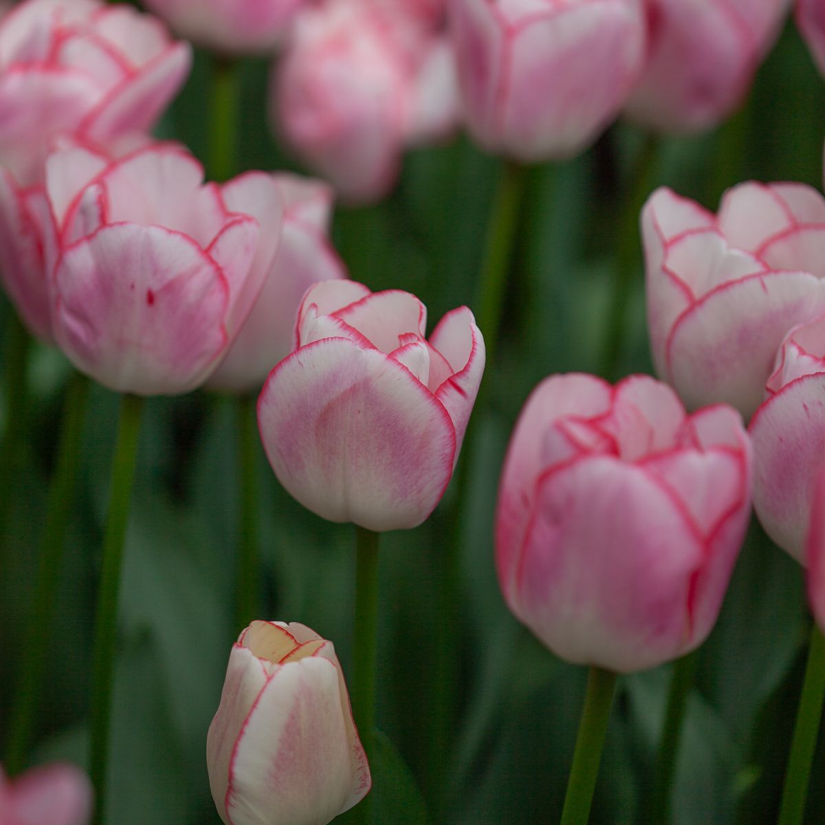 Tulipan 'Hugs and Kisses' - triumphtulipan - 10 stk