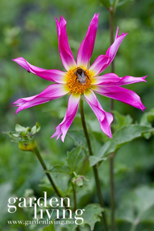 Georgine 'Honka Pink' - Dahlia x cultorum, 1 stk.