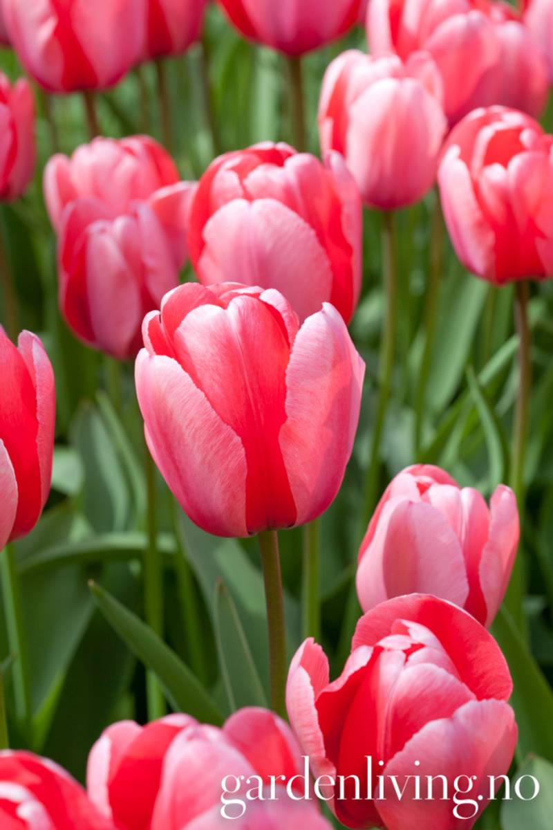 Tulipan 'Pink Impression', darwinhybrid - 10 stk