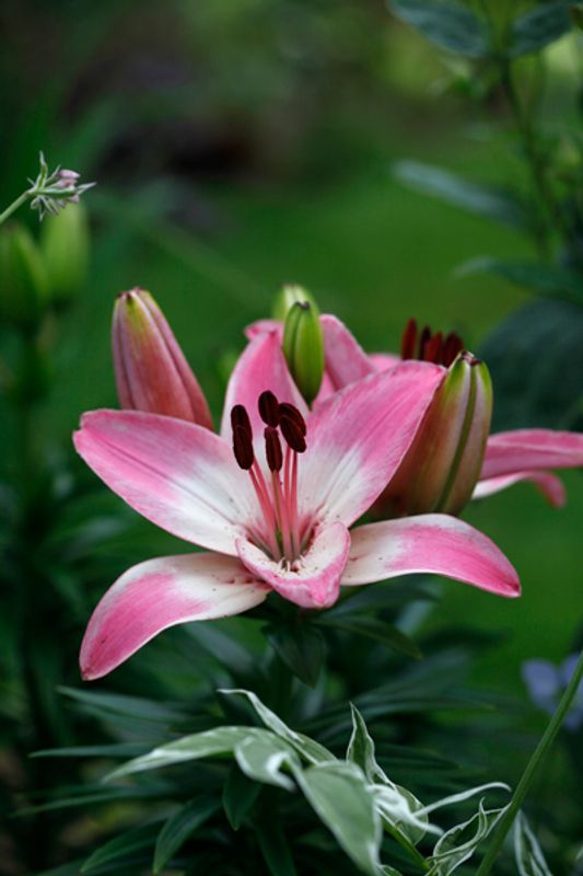 Asiatisk lilje 'Levi' - Lilium, 3 stk.