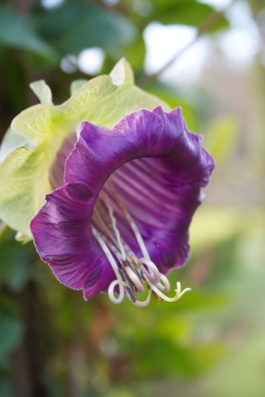 Klokkeranke - Cobaea scandens