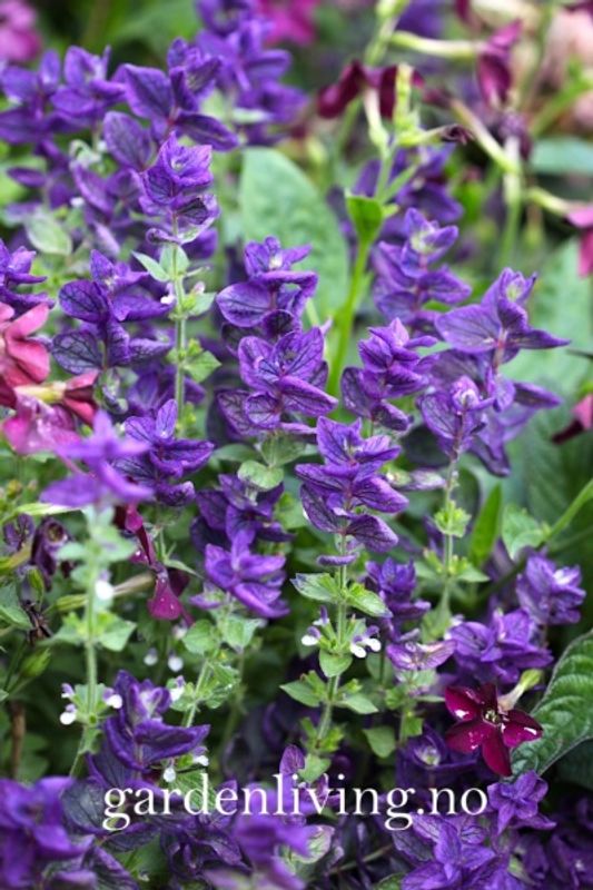 Dusksalvie 'Blue Denim’ - Salvia viridis