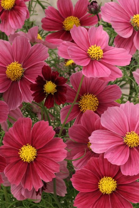 Hovedbilde Pyntekorg 'Antiquity’ - Cosmos bipinnatus