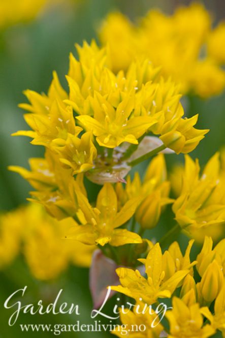Hovedbilde Gull-løk - Allium moly - 25 stk