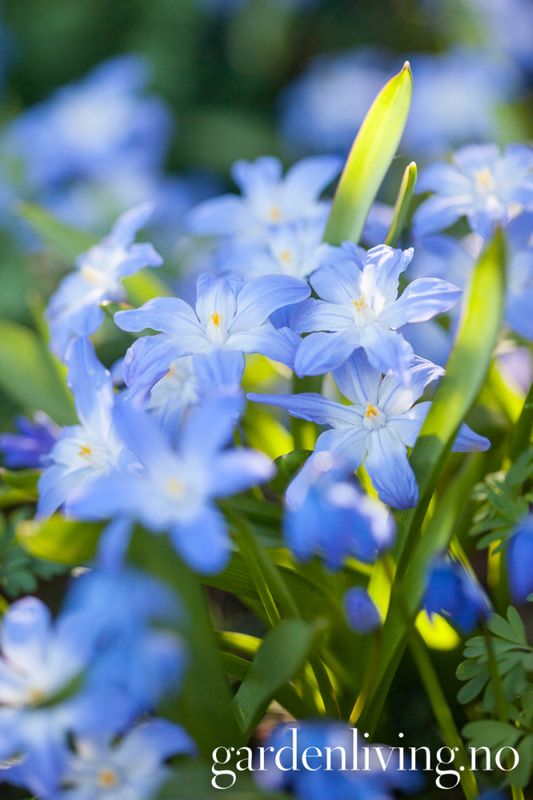 Minnesnøstjerne - Chionodoxa luciliae - 20 stk