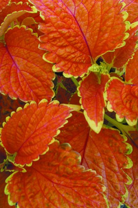 Hovedbilde Praktspragle ’Wizard® Sunset’ - Solenostemon ...