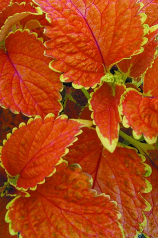 Praktspragle ’Wizard® Sunset’ - Solenostemon blumei 