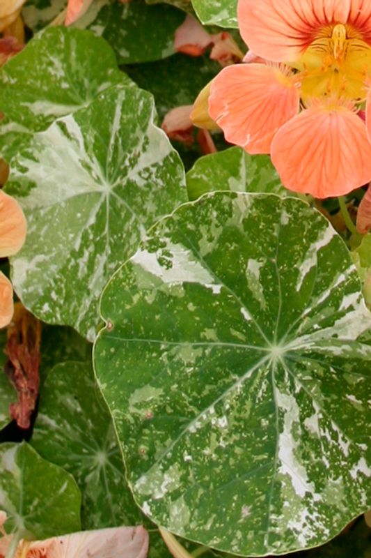 Blomkarse 'Alaska Mixed’, lav - Tropaeolum majus