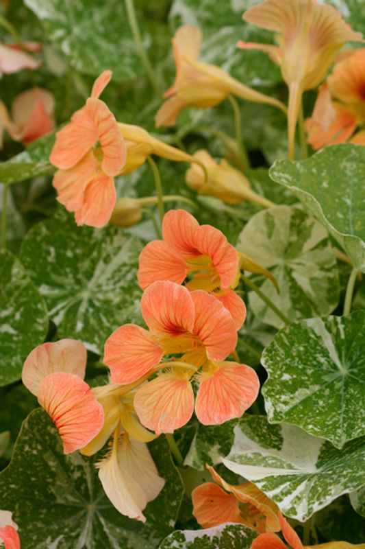 Blomkarse 'Alaska Mixed’, lav - Tropaeolum majus