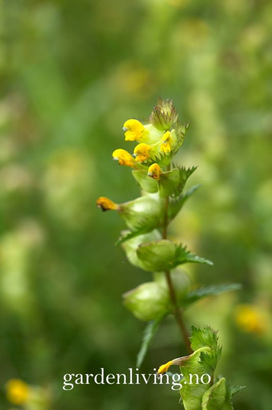 Småengkall - Rhinanthus minor