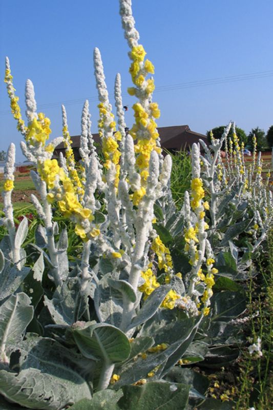 Silkekongslys 'Polar Summer' - Verbascum bombyciferum