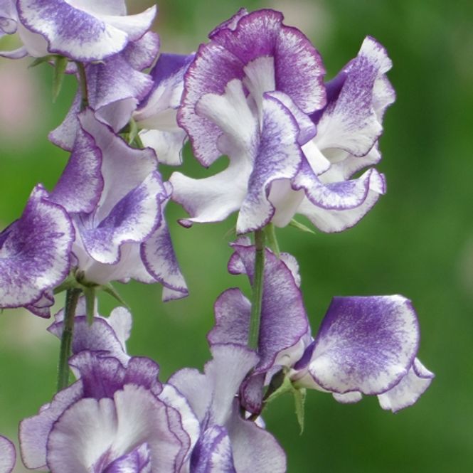 Hovedbilde Blomsterert 'Night Sky' - Lathyrus odoratus