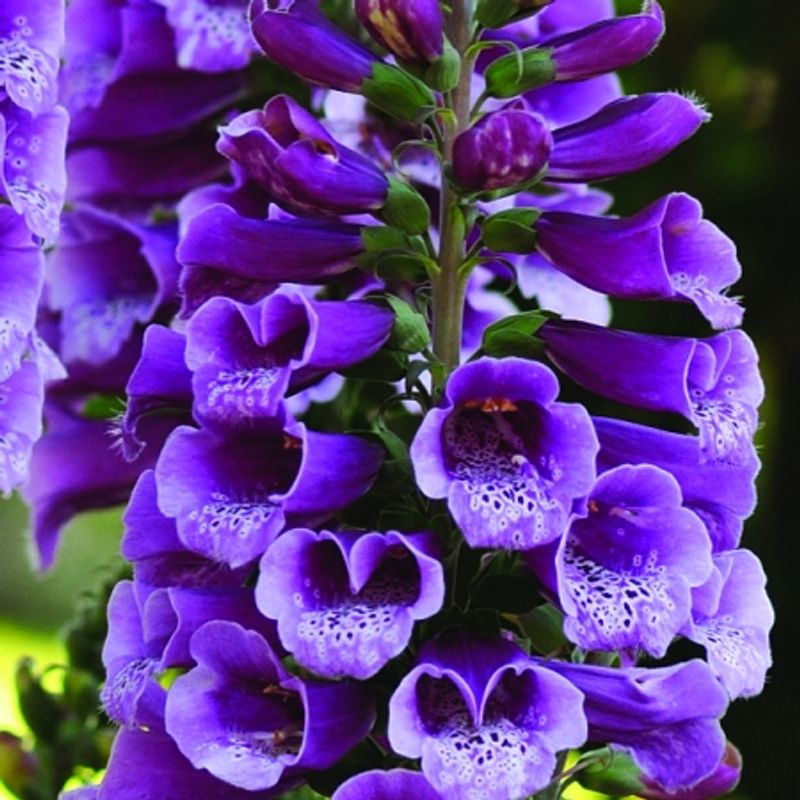 Revebjelle 'Dalmation Purple - Digitalis purpurea