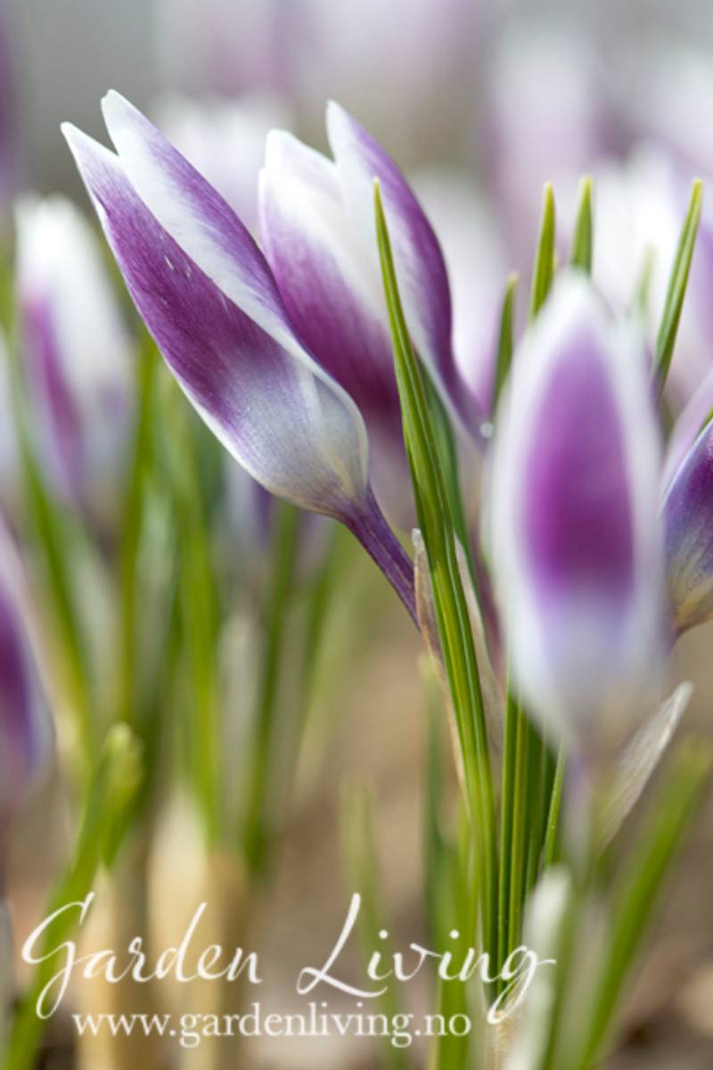 Begerkrokus 'Ladykiller' - Crocus chr. - 5 stk