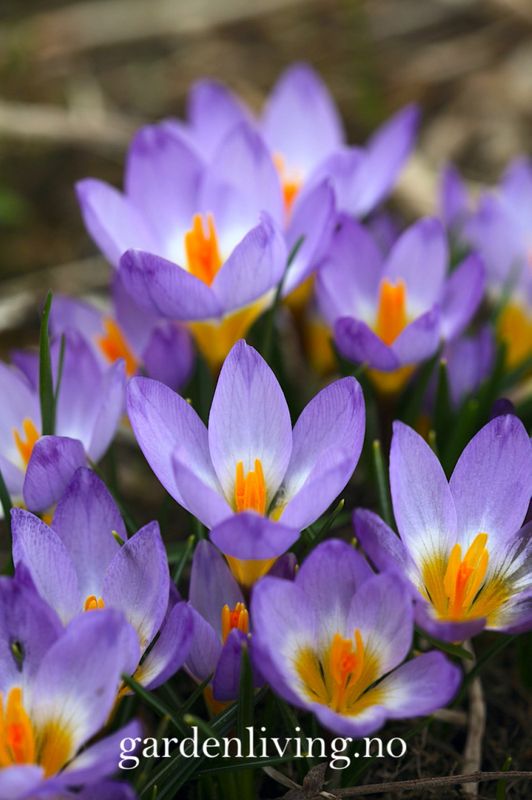Gresk krokus 'Tricolor' - Crocus sieberi - 15 stk