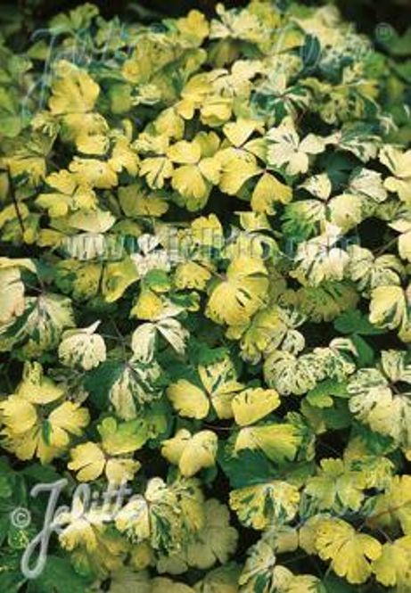 Hovedbilde Akeleie 'Woodside Strain' - Aquilegia vulgaris