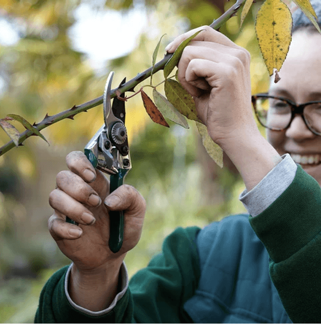 Hovedbilde Burgon & Ball - Beskjæringssaks - pocket pruner