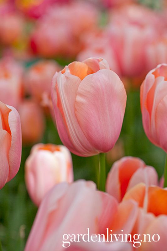 Tulipan 'Menton' - enkel, sen,  7 stk