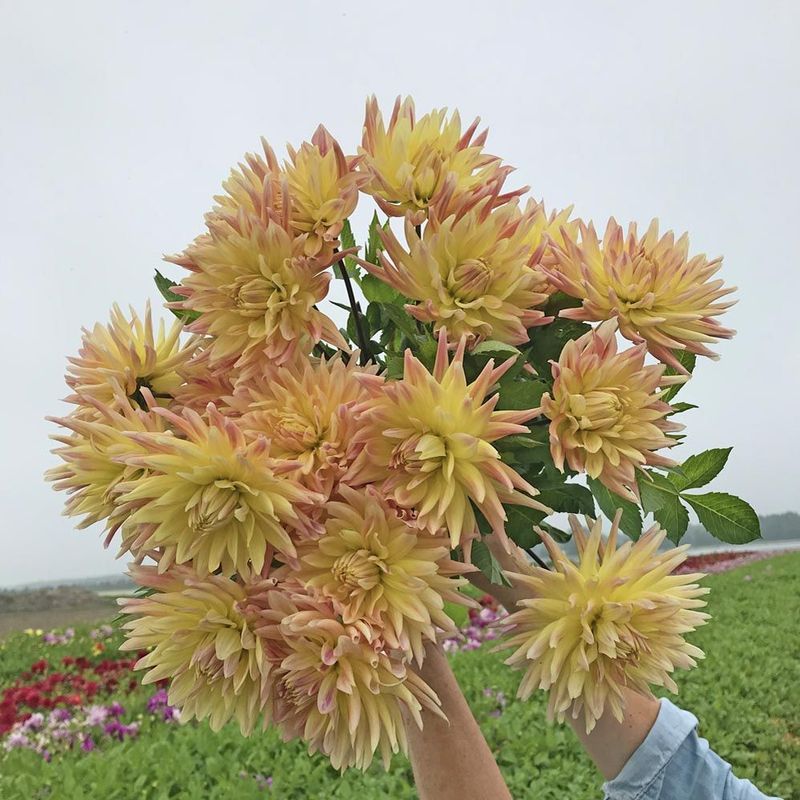 Georgine 'Cabana Banana’ - Dahlia x cultorum, 1 stk.