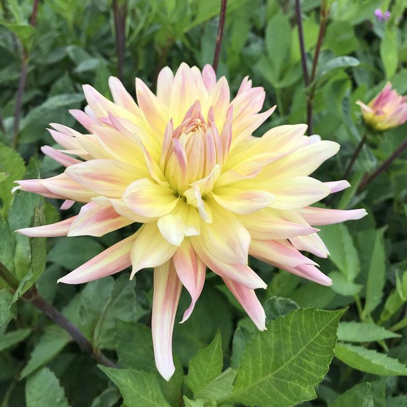 Georgine 'Cabana Banana’ - Dahlia x cultorum, 1 stk.