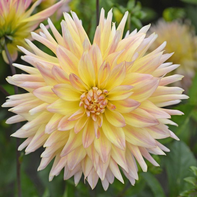 Georgine 'Cabana Banana’ - Dahlia x cultorum, 1 stk.