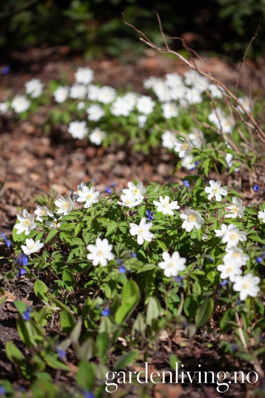 Hvitveis 'Lychette - Anemone nemorosa - 1 stk 