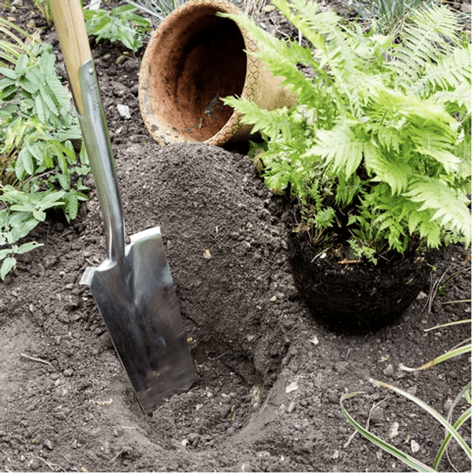 Hovedbilde Burgon & Ball - Omplantingspade